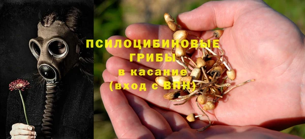 прущие грибы Вязники